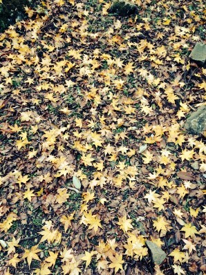 20151127写真③.jpg